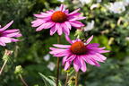 Purpurroter Scheinsonnenhut - Echinacea purpurea