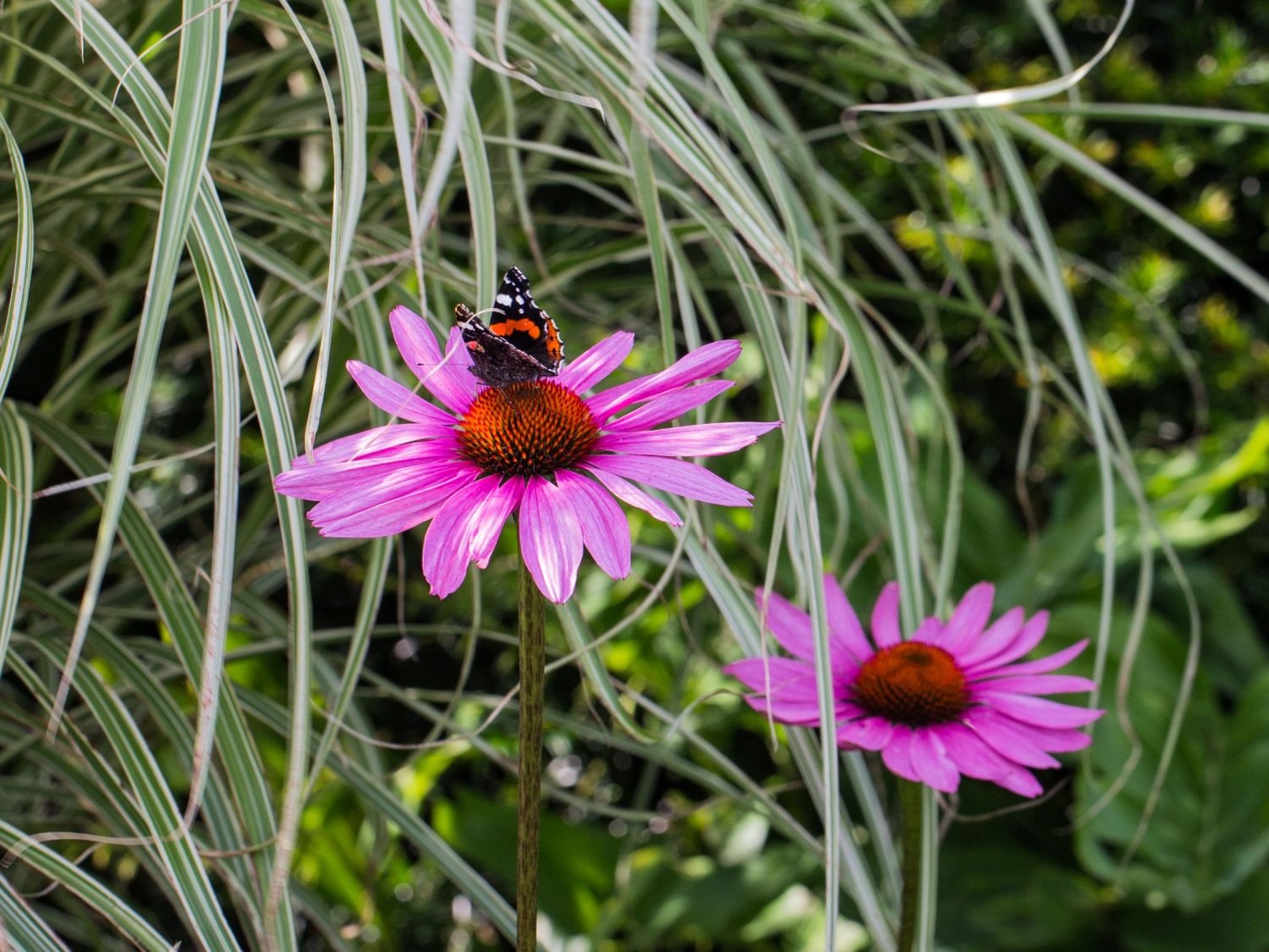 Purpurroter Scheinsonnenhut - Echinacea purpurea
