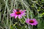 Purpurroter Scheinsonnenhut - Echinacea purpurea