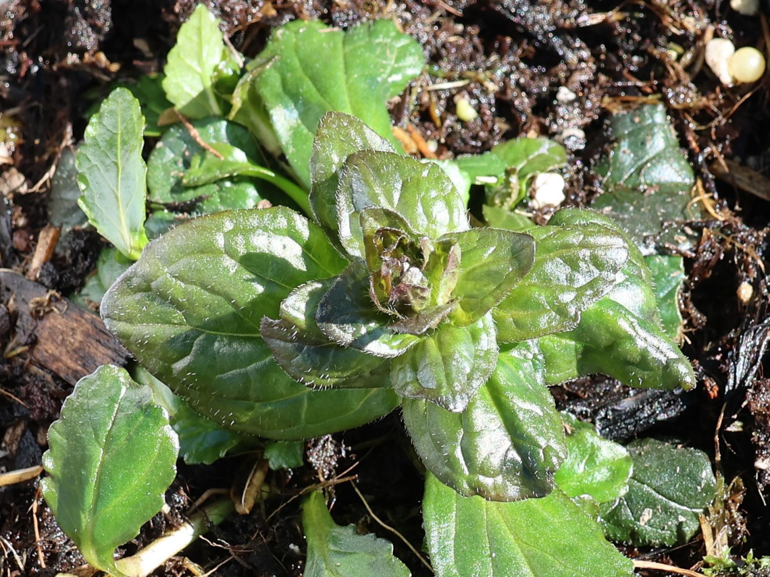 Pyramiden-Günsel 'Purple Torch'