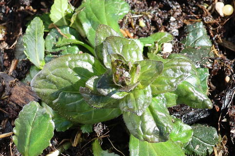 Pyramiden-Günsel 'Purple Torch' - Ajuga reptans 'Purple Torch'