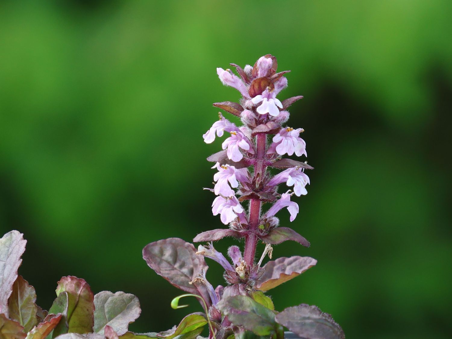 Pyramiden-Günsel 'Purple Torch' - Ajuga reptans 'Purple Torch'