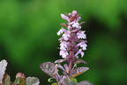 Pyramiden-Günsel 'Purple Torch' - Ajuga reptans 'Purple Torch'