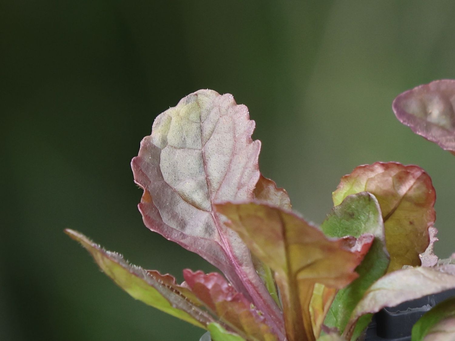 Pyramiden-Günsel 'Purple Torch' - Ajuga reptans 'Purple Torch'