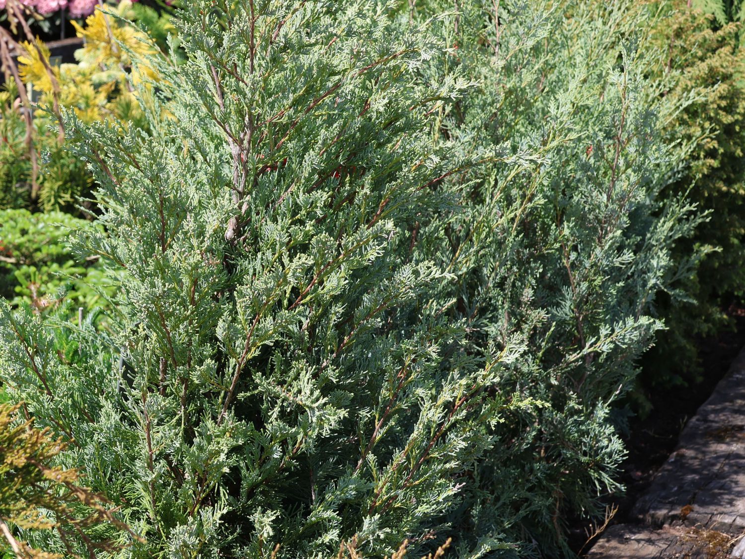 Pyramiden-Wacholder 'Moonglow' - Juniperus scopulorum 'Moonglow'