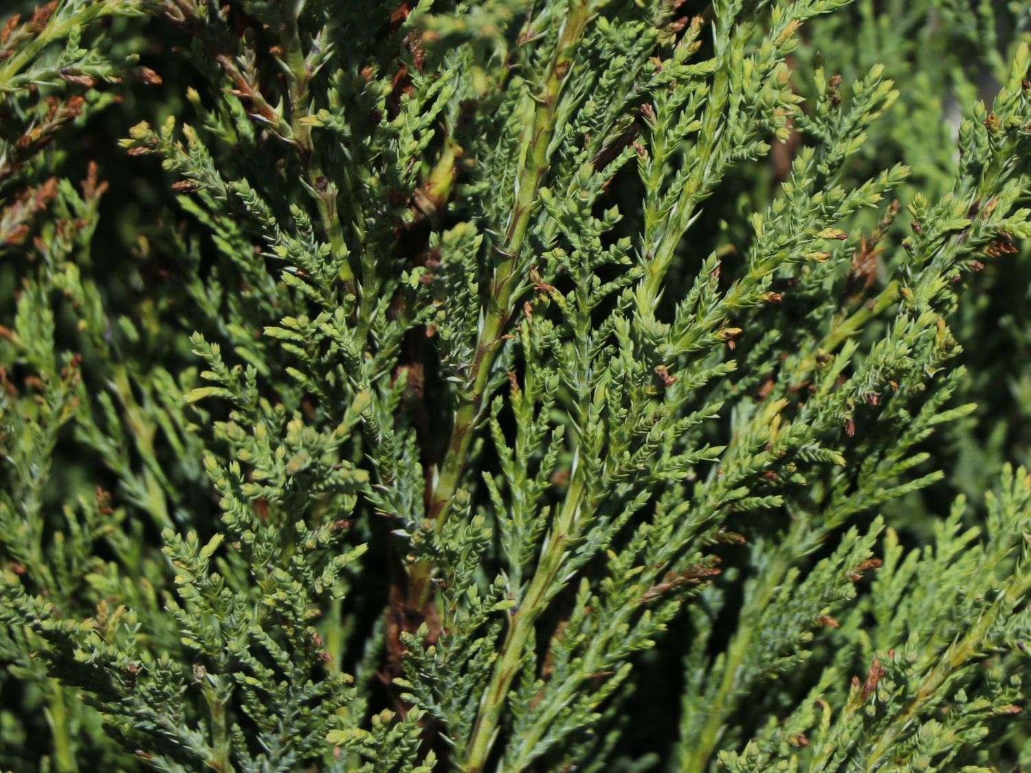 Pyramiden-Wacholder 'Moonglow' - Juniperus scopulorum 'Moonglow'