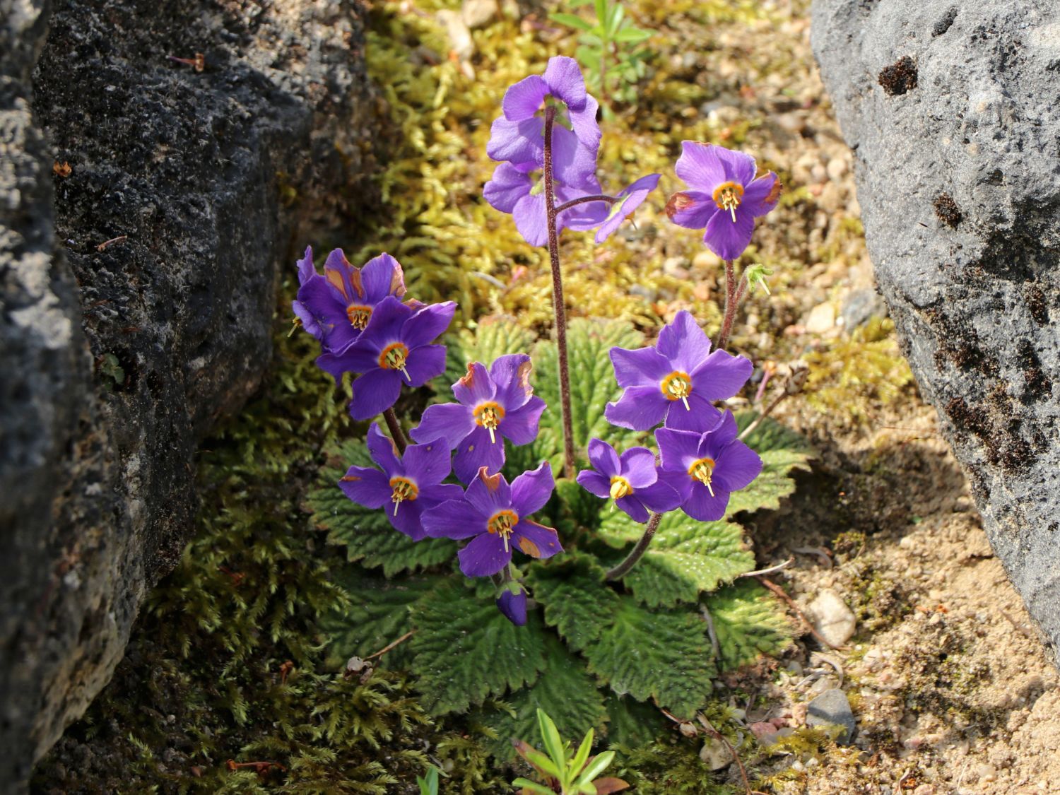 Gesneriengewächse (Gesneriaceae)