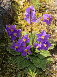 Gesneriengewächse (Gesneriaceae)