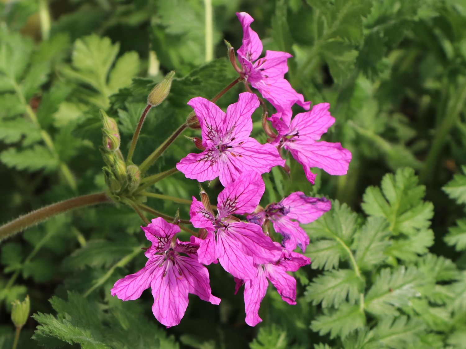 Pyrenäen-Reiherschnabel - Erodium manescavii
