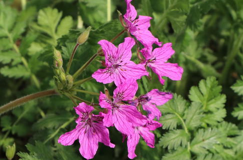 Pyrenäen-Reiherschnabel - Erodium manescavii