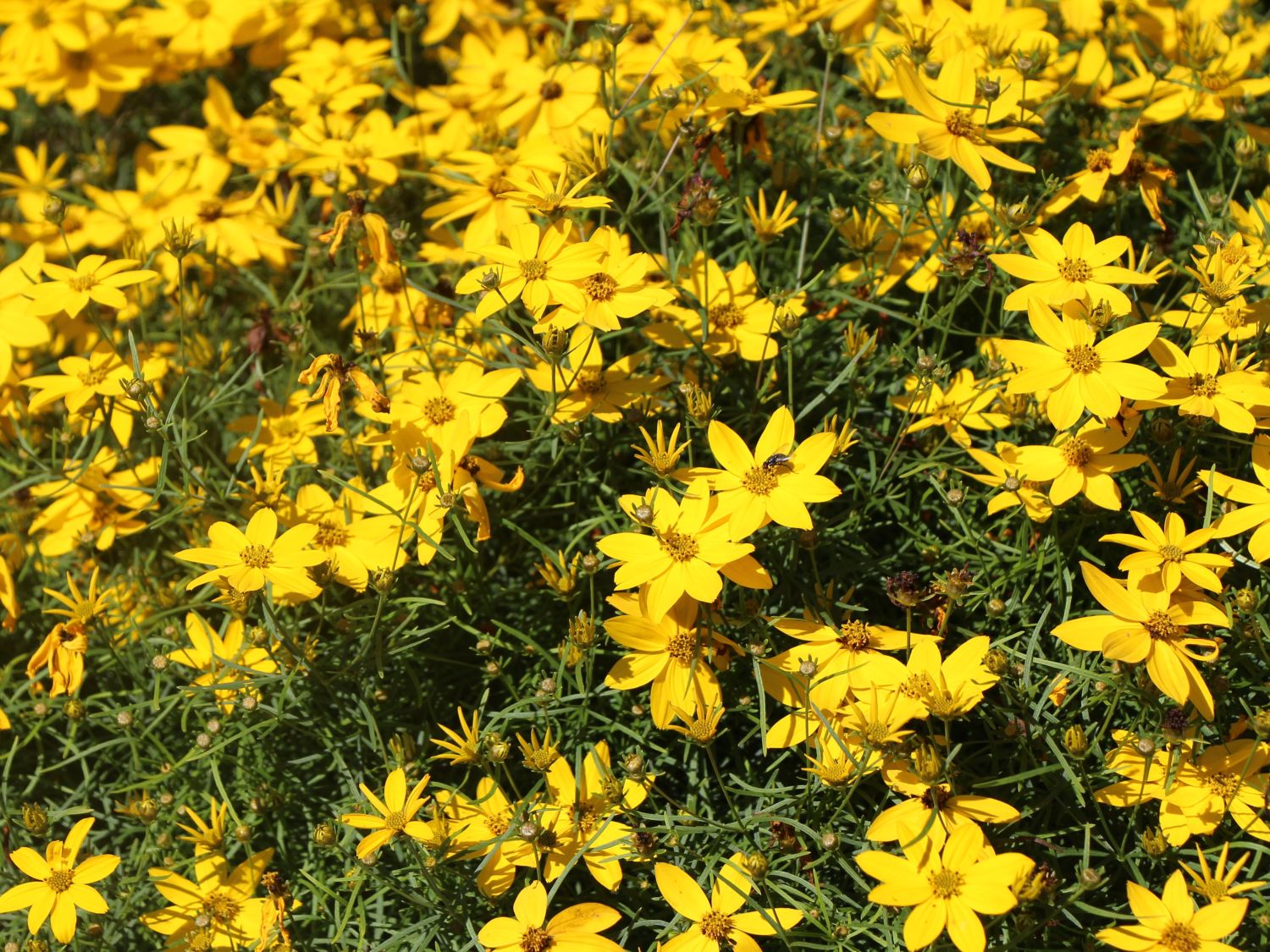 Mädchenaugen (Coreopsis)