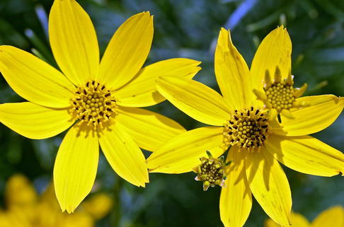 Quirlblättriges Mädchenauge 'Grandiflora' - Coreopsis verticillata 'Grandiflora'