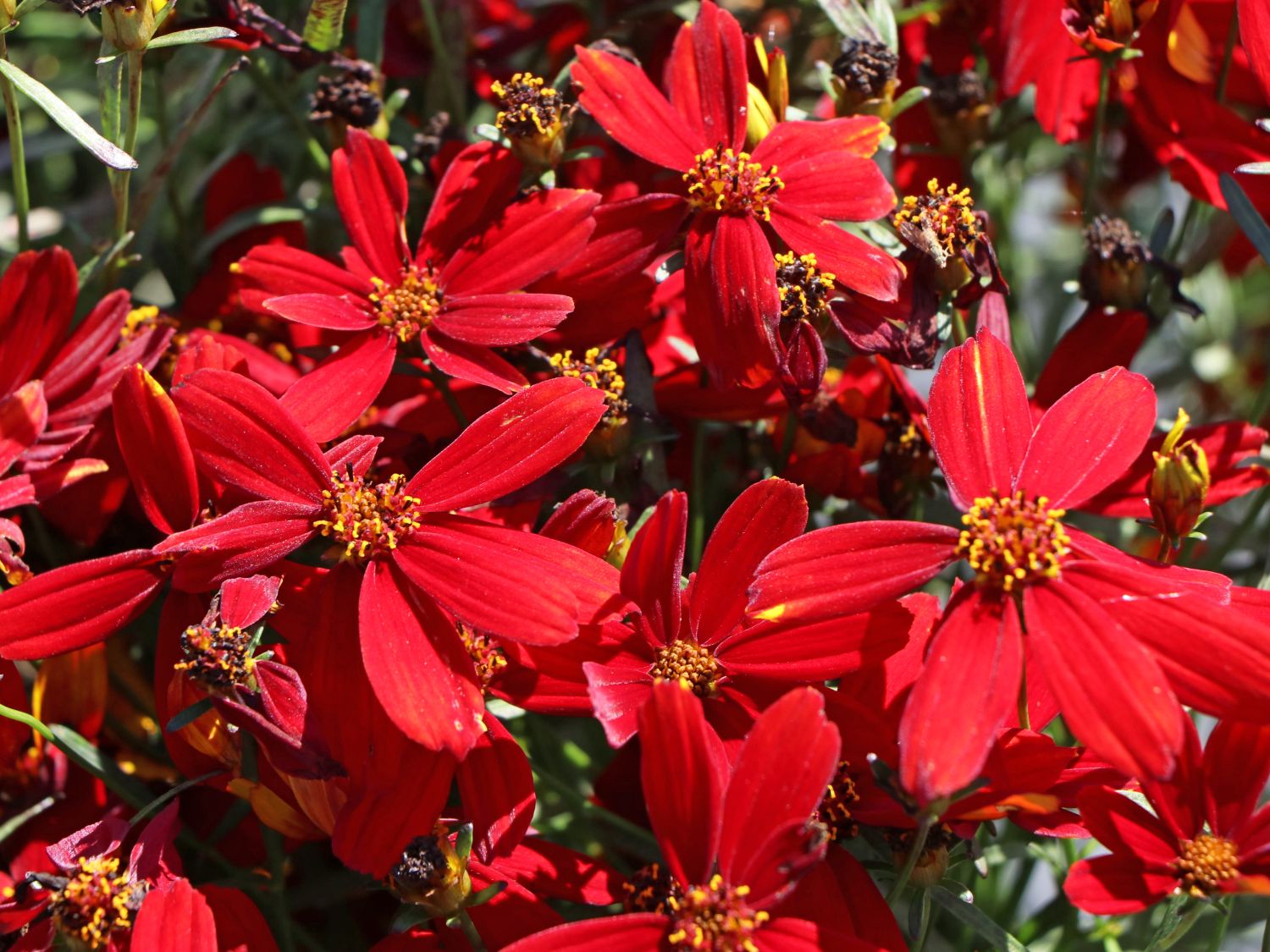 Quirlblättriges Mädchenauge 'Ladybird'