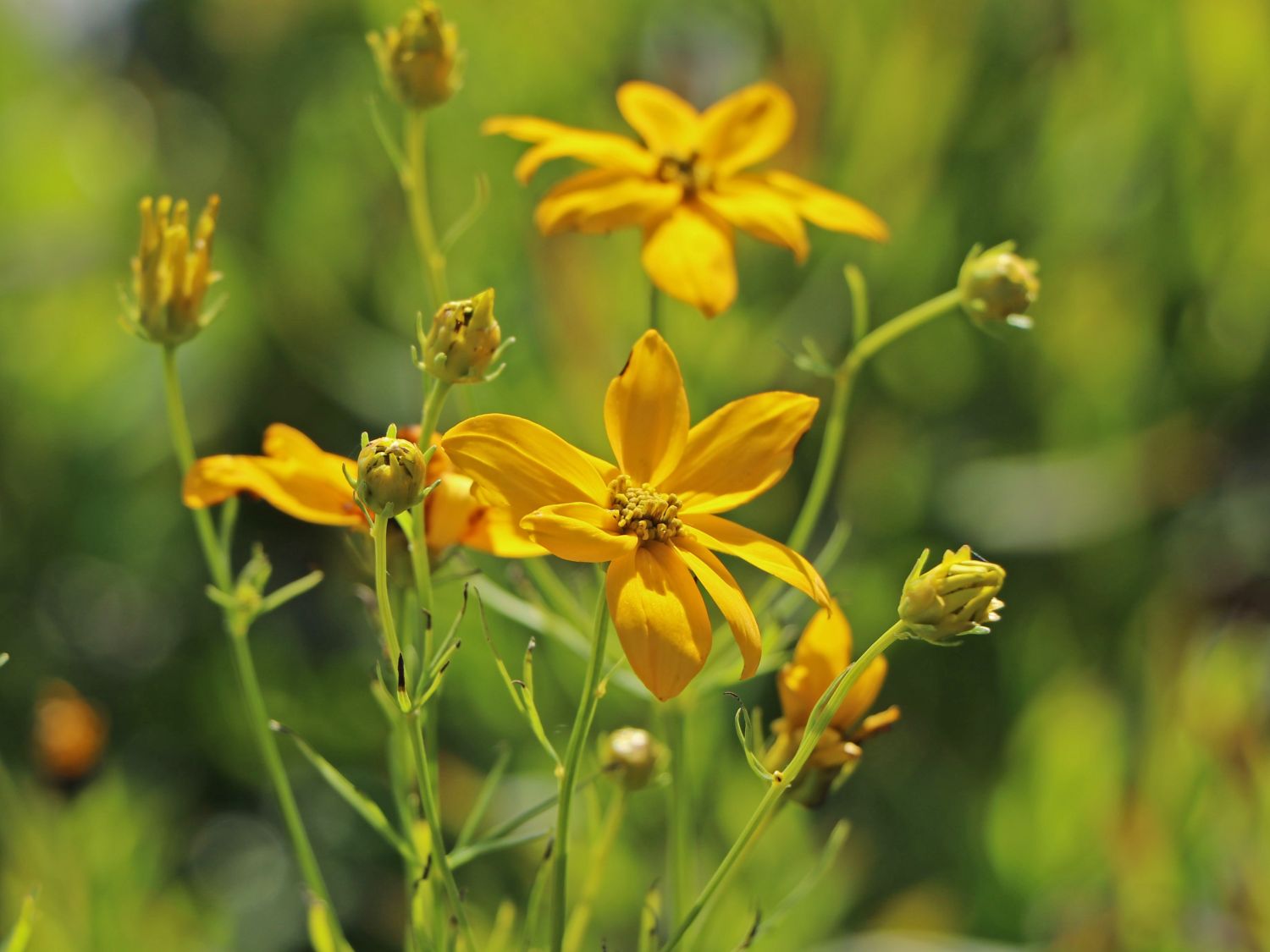 Quirlblättriges Mädchenauge