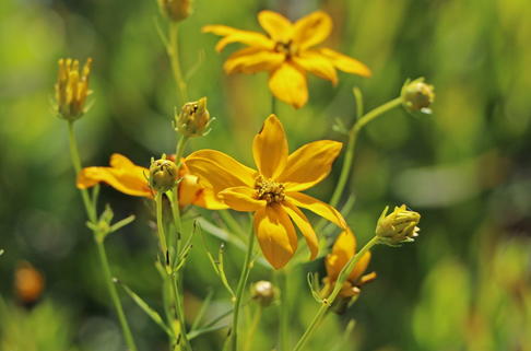 Quirlblättriges Mädchenauge - Coreopsis verticillata