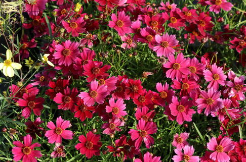 Quirlblättriges Mädchenauge 'Red Ruby' - Coreopsis verticillata 'Red Ruby'