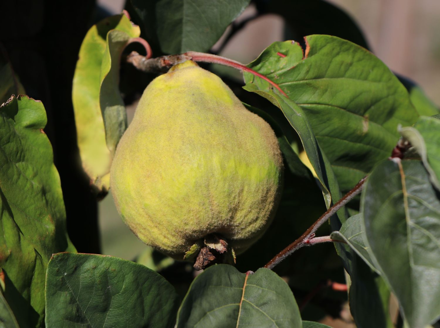 Quitte 'Bereczki-Birnenquitte'