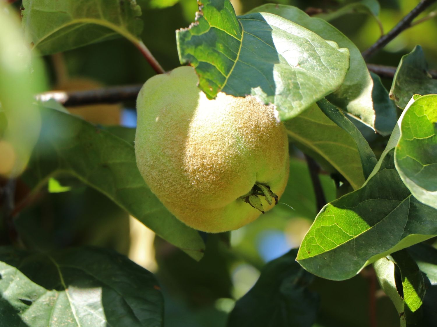 Quitte 'Birnenquitte'