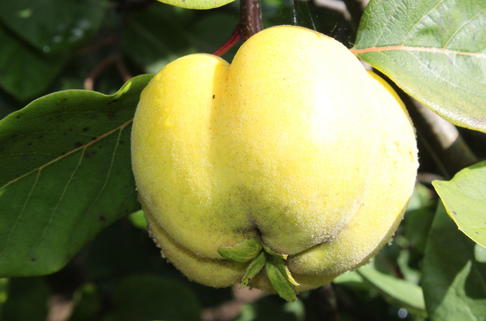 Quitte 'Konstantinopeler Apfelquitte' - Cydonia 'Konstantinopeler Apfelquitte'