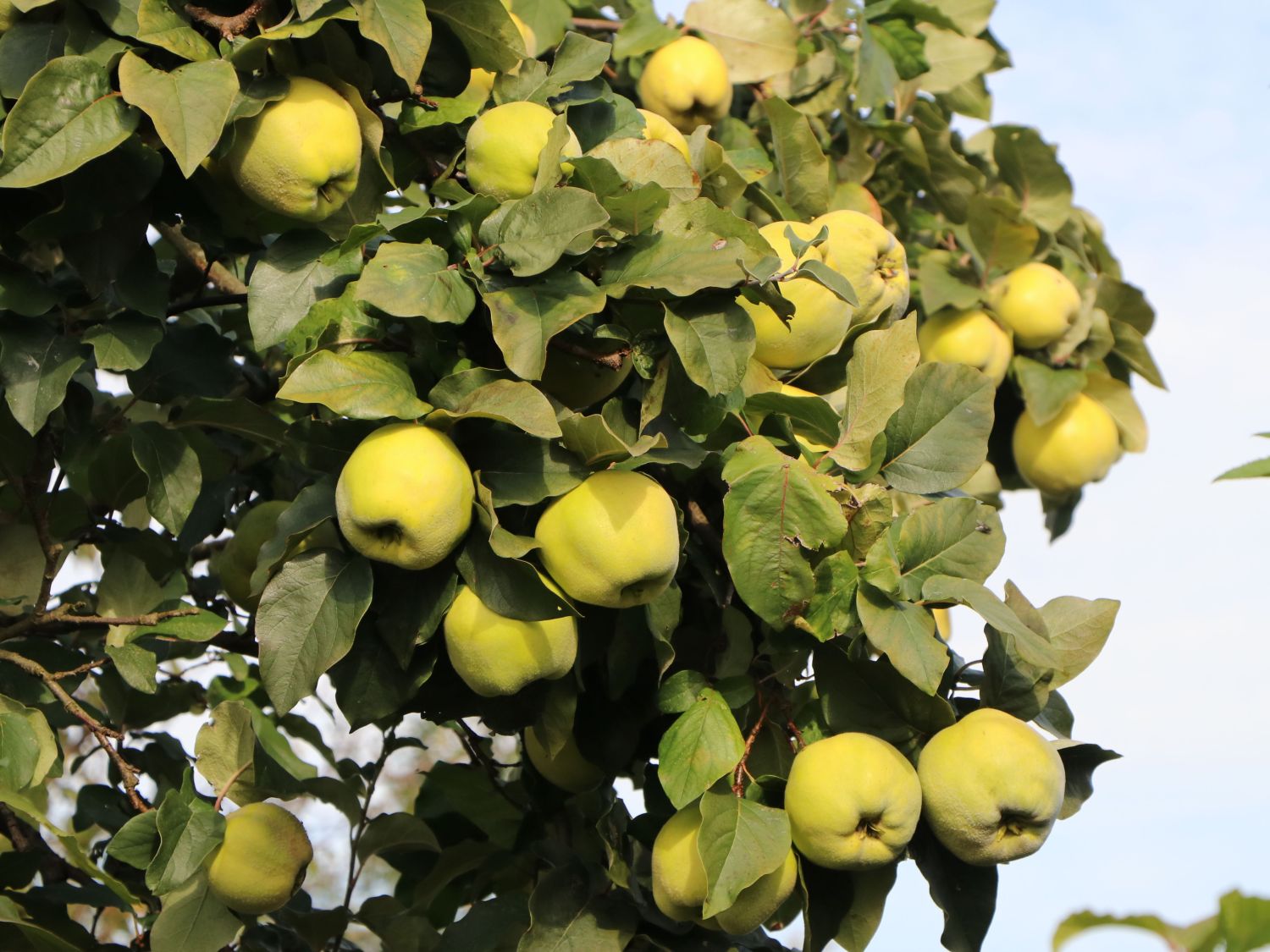 Quitte 'Riesenquitte von Leskovac'