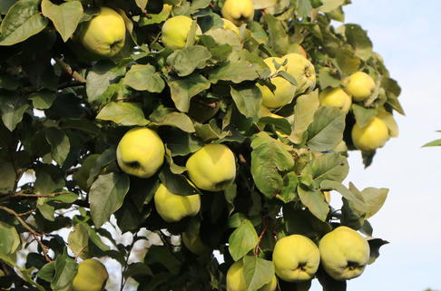 Quitte 'Riesenquitte von Leskovac' - Cydonia 'Riesenquitte von Leskovac'