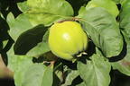 Quitte 'Ronda' - Cydonia oblonga 'Ronda'