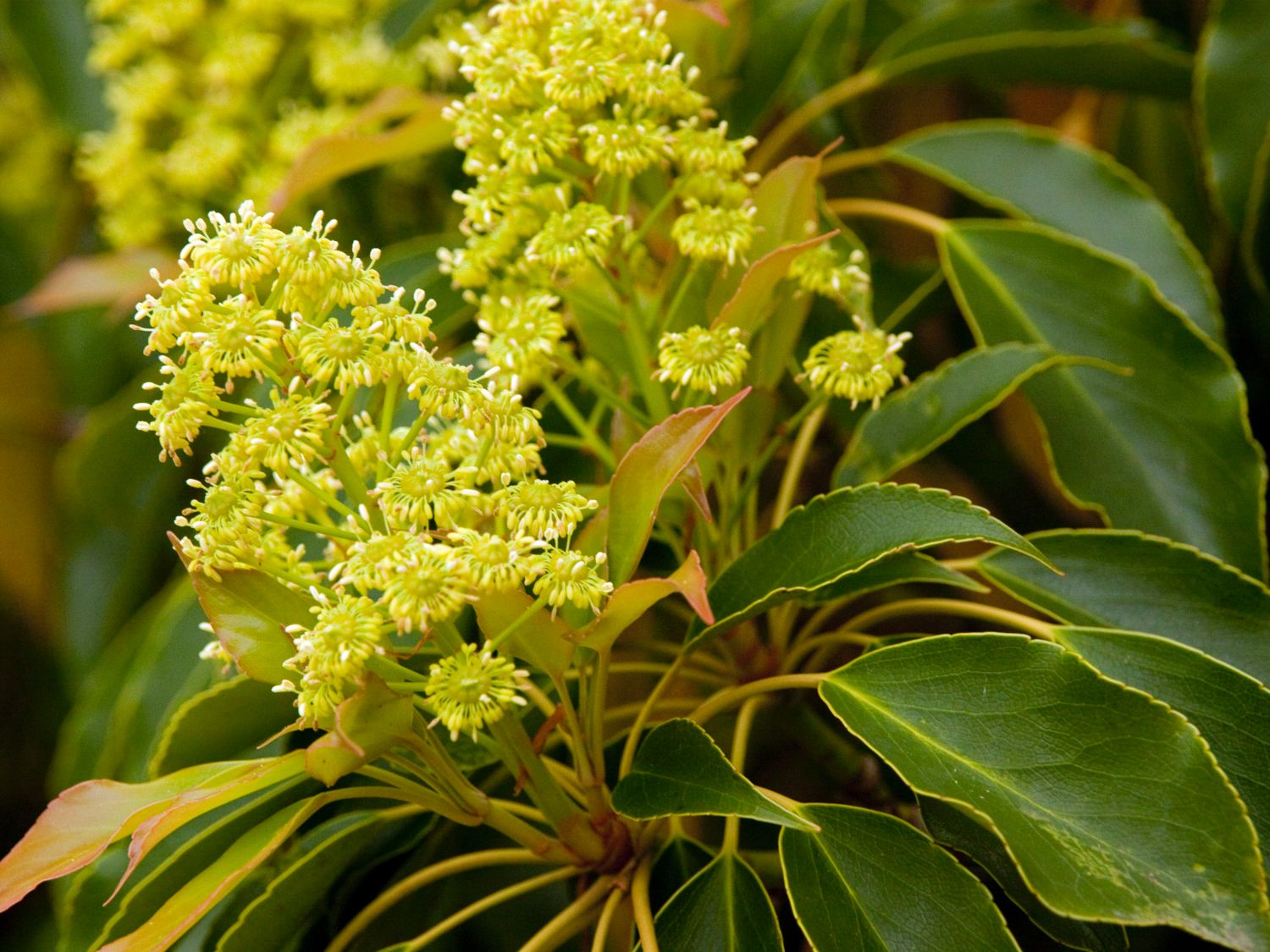 Trochodendraceae (Trochodendraceae)