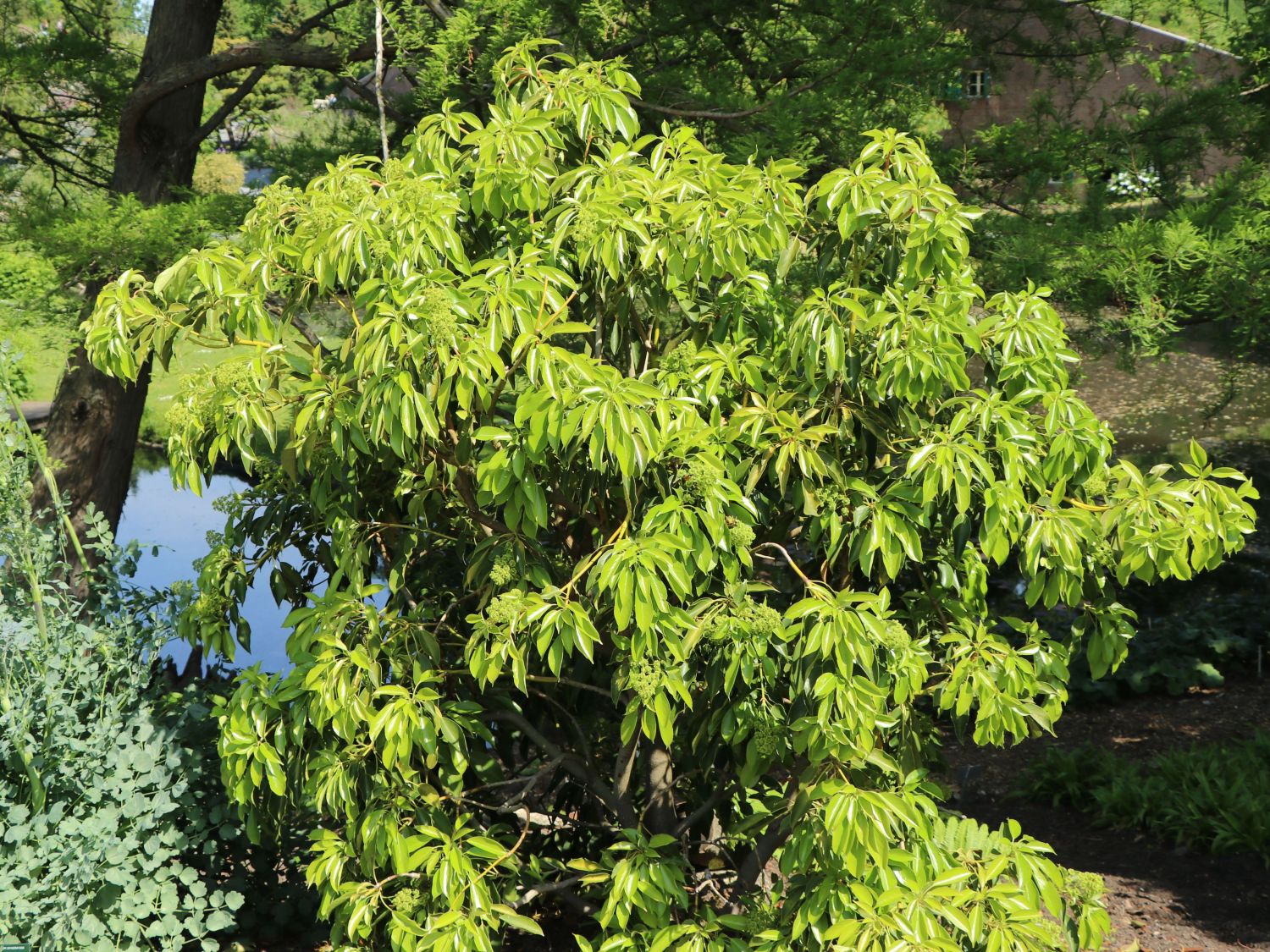 Trochodendrales (Trochodendrales)