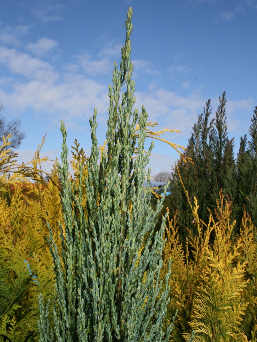 Blauer Zypressen-Wacholder 'Blue Arrow' - Juniperus scopulorum 'Blue Arrow'