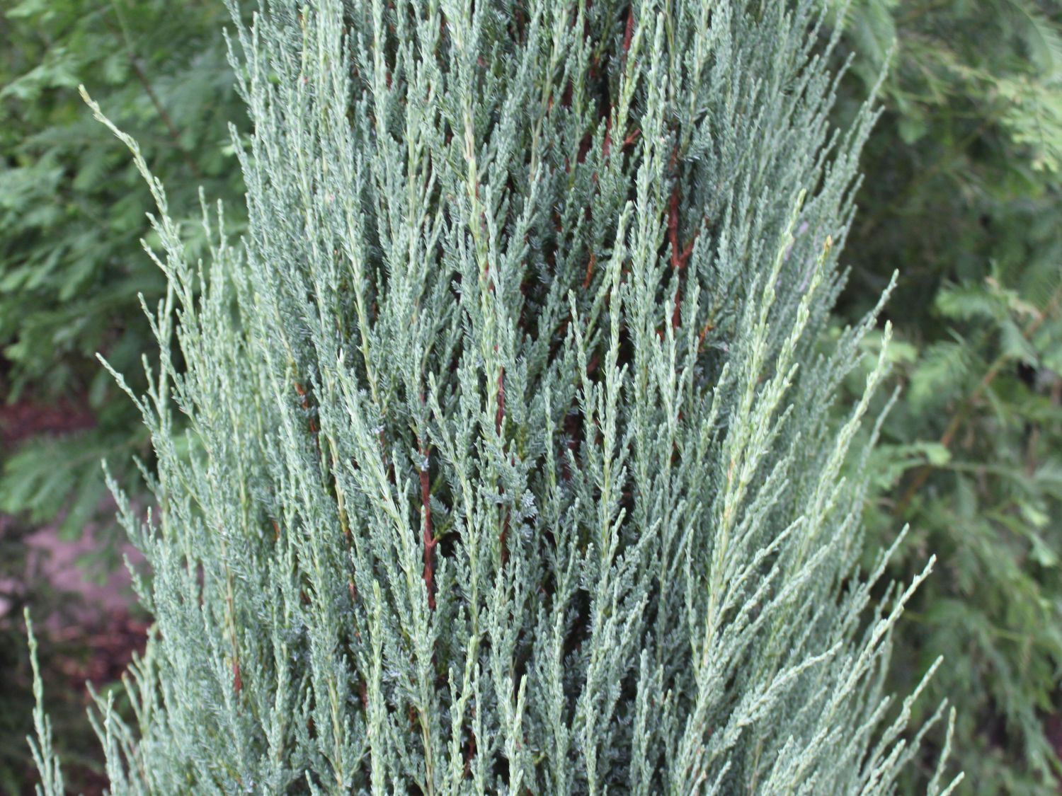 Blauer Zypressen-Wacholder 'Blue Arrow' - Juniperus scopulorum 'Blue Arrow'