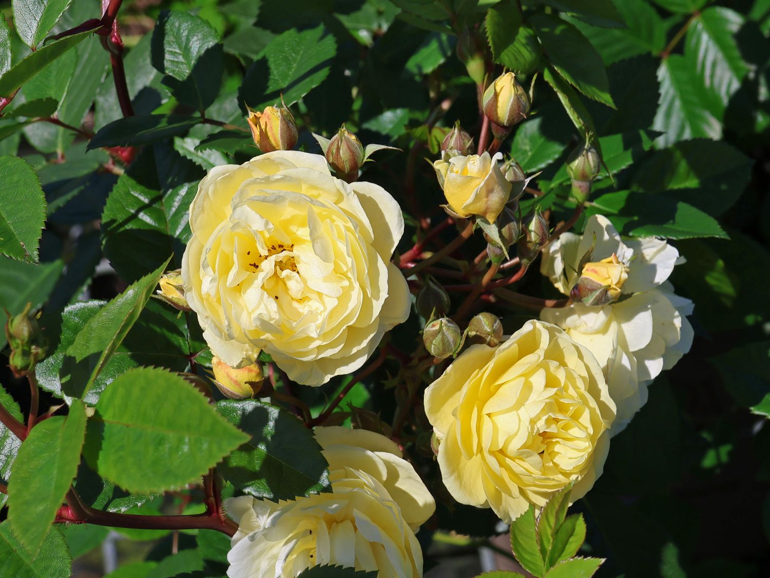 Rambler-Rose 'Lemon Siluetta ®'