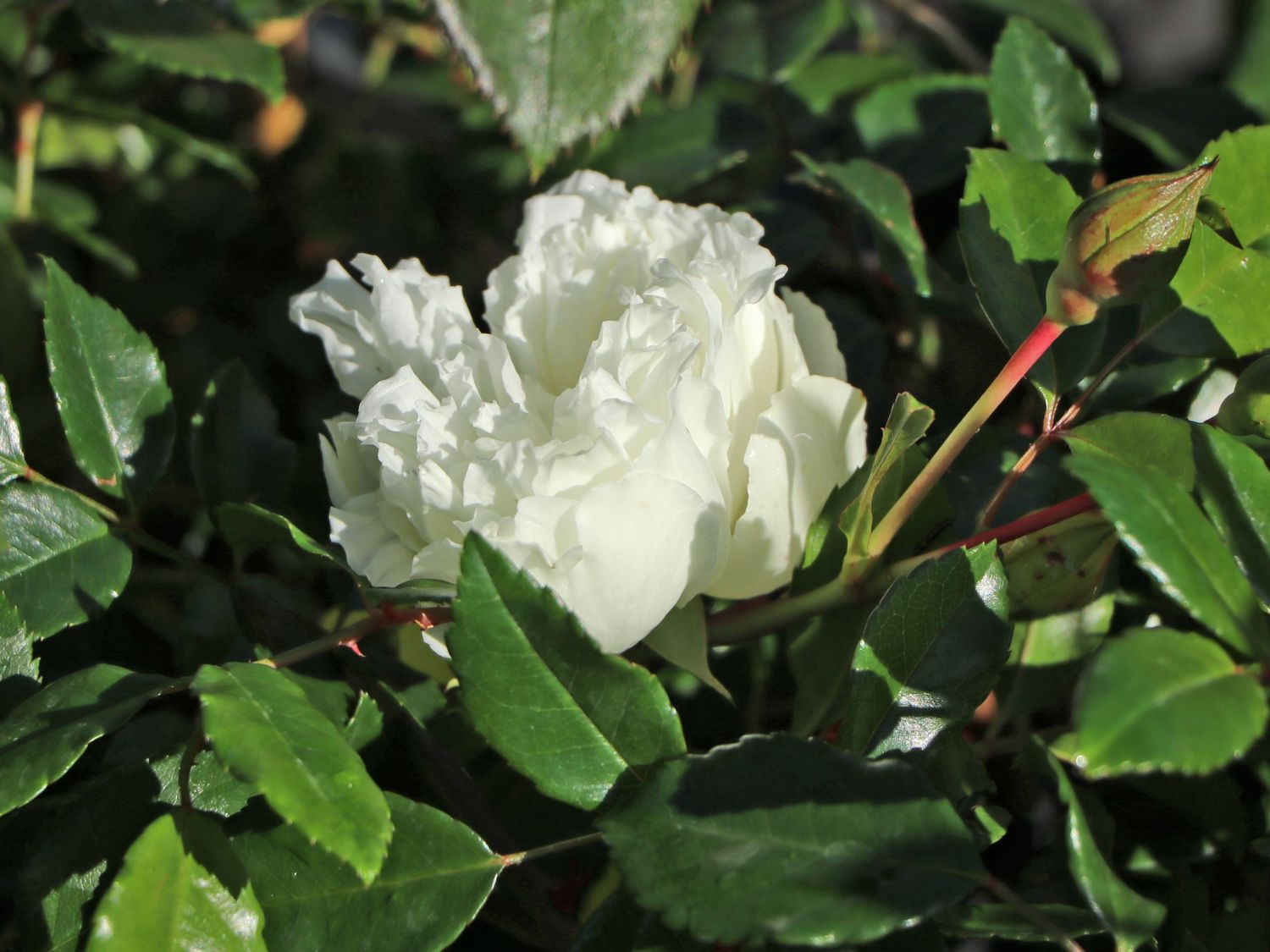 Ramblerrose 'Alberic Barbier'