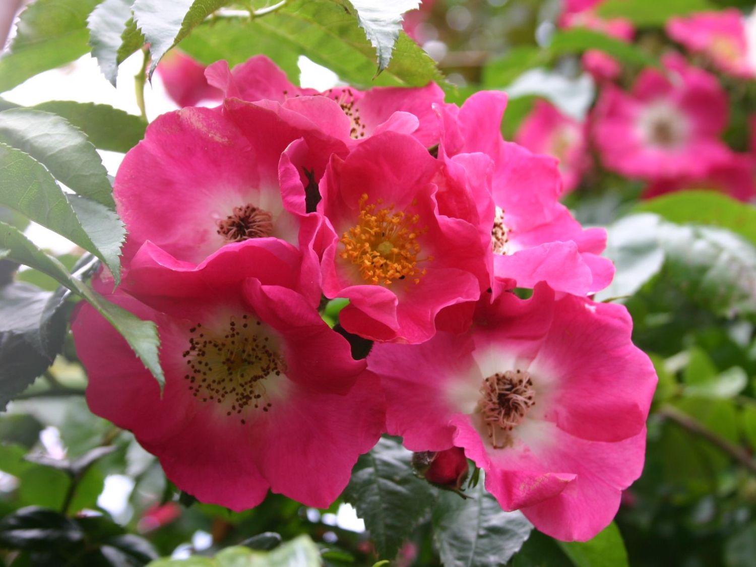 Ramblerrose 'American Pillar'