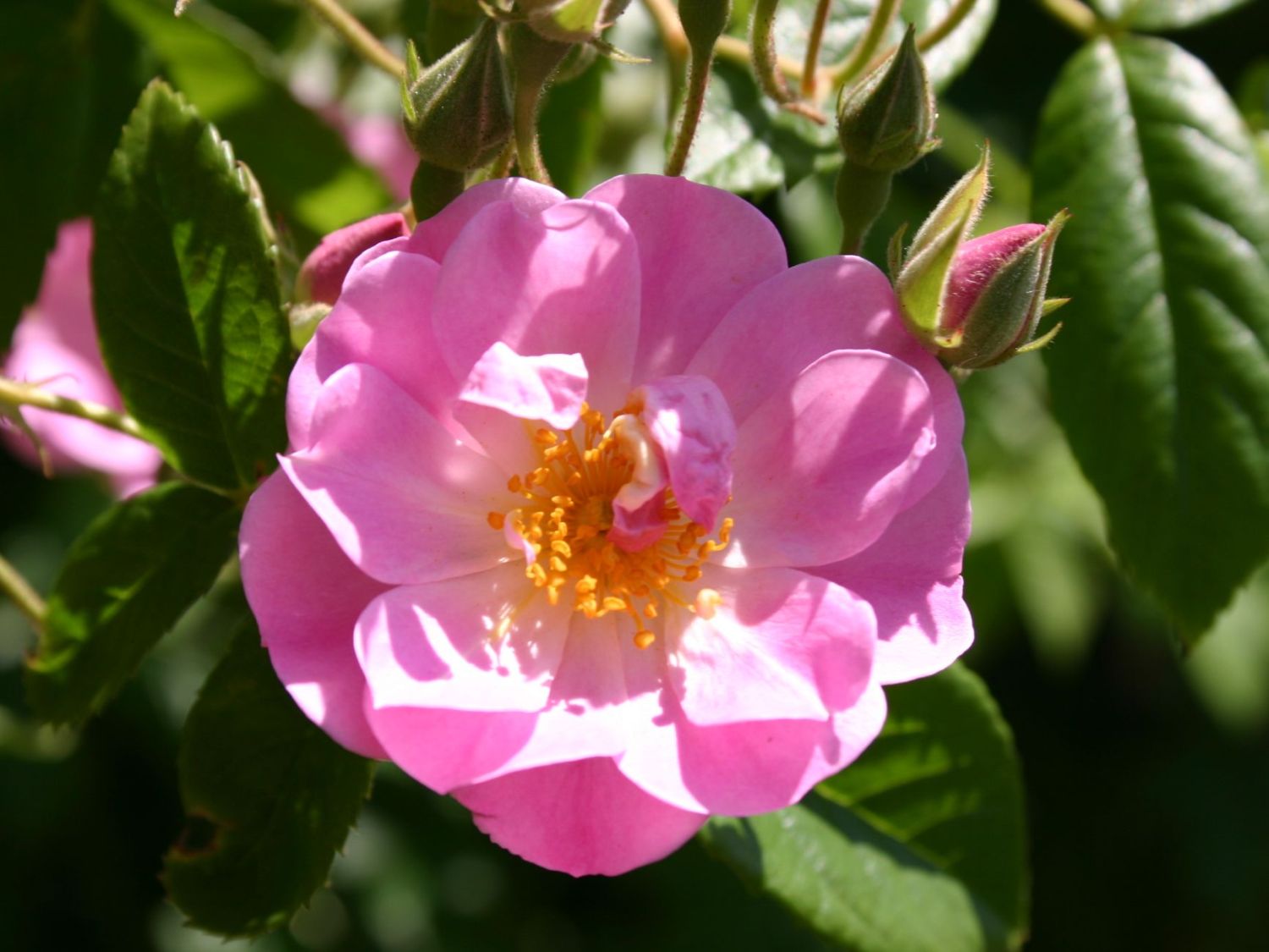 Ramblerrose 'Apple Blossom'
