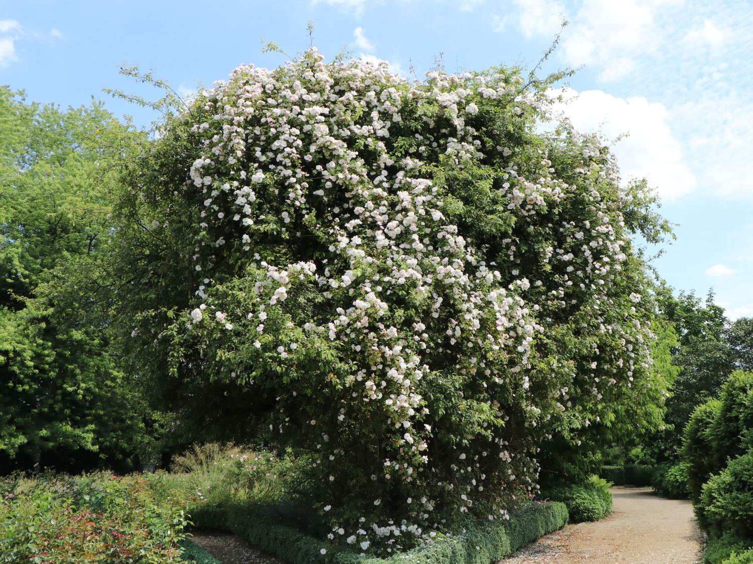 Ramblerrose 'Bobby James' - Rosa 'Bobby James'