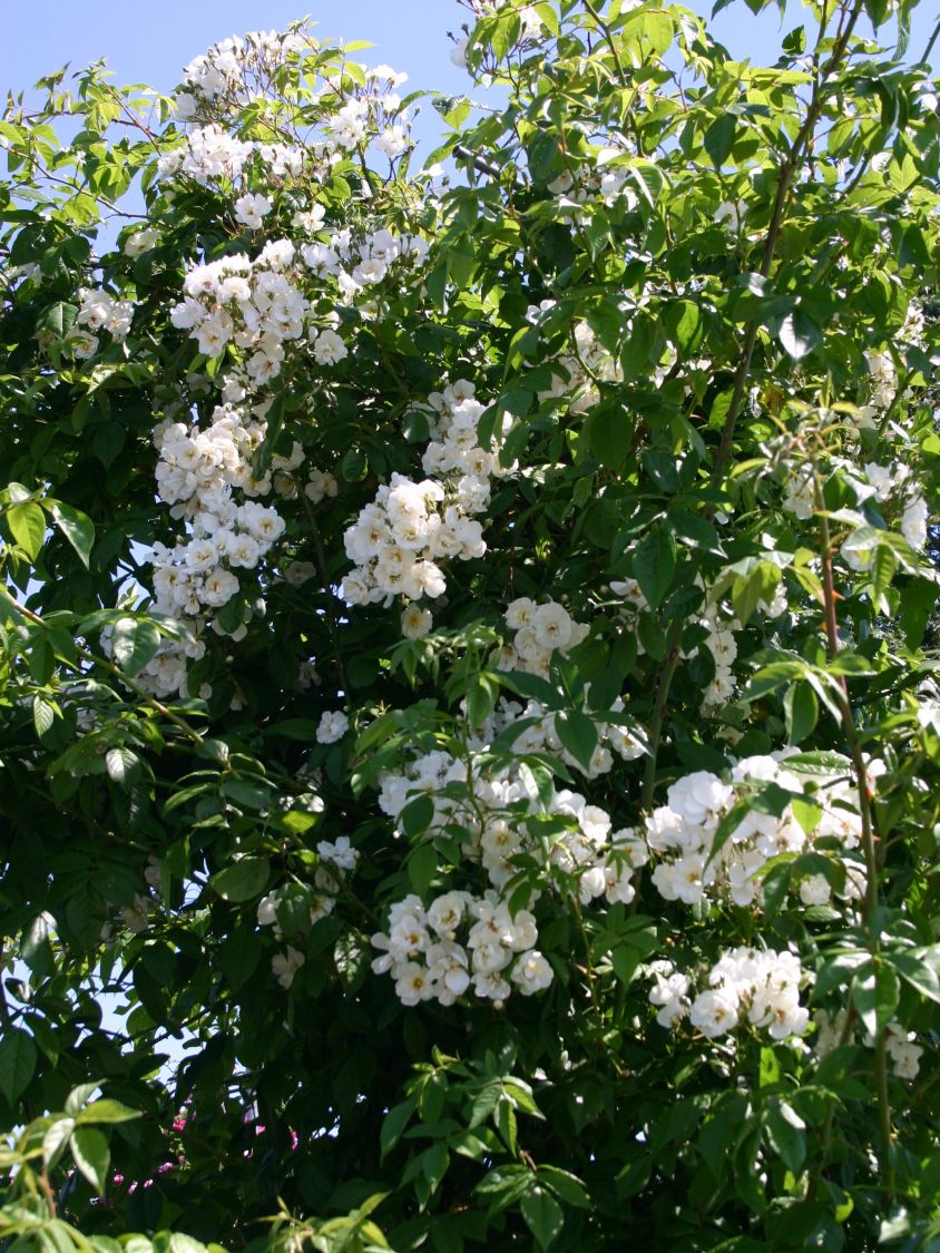 Ramblerrose 'Bobby James' - Rosa 'Bobby James'