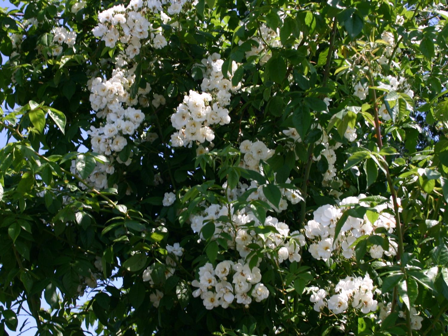 Ramblerrose 'Bobby James' - Rosa 'Bobby James'