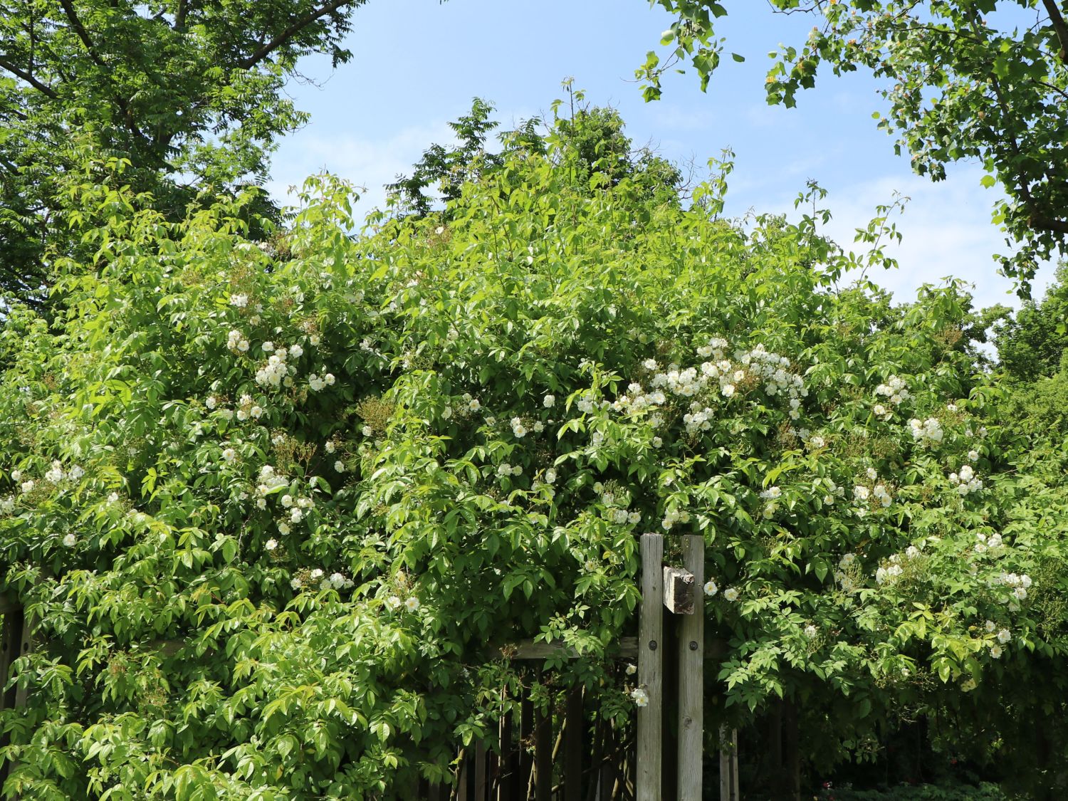 Ramblerrose 'Bobby James' - Rosa 'Bobby James'