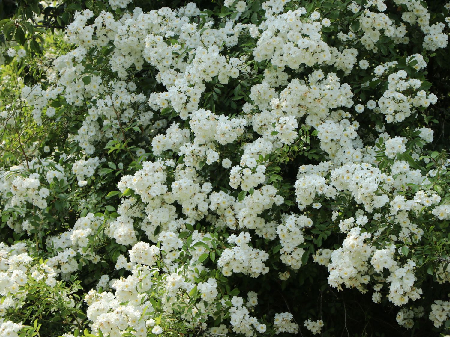 Ramblerrose 'Bobby James' - Rosa 'Bobby James'