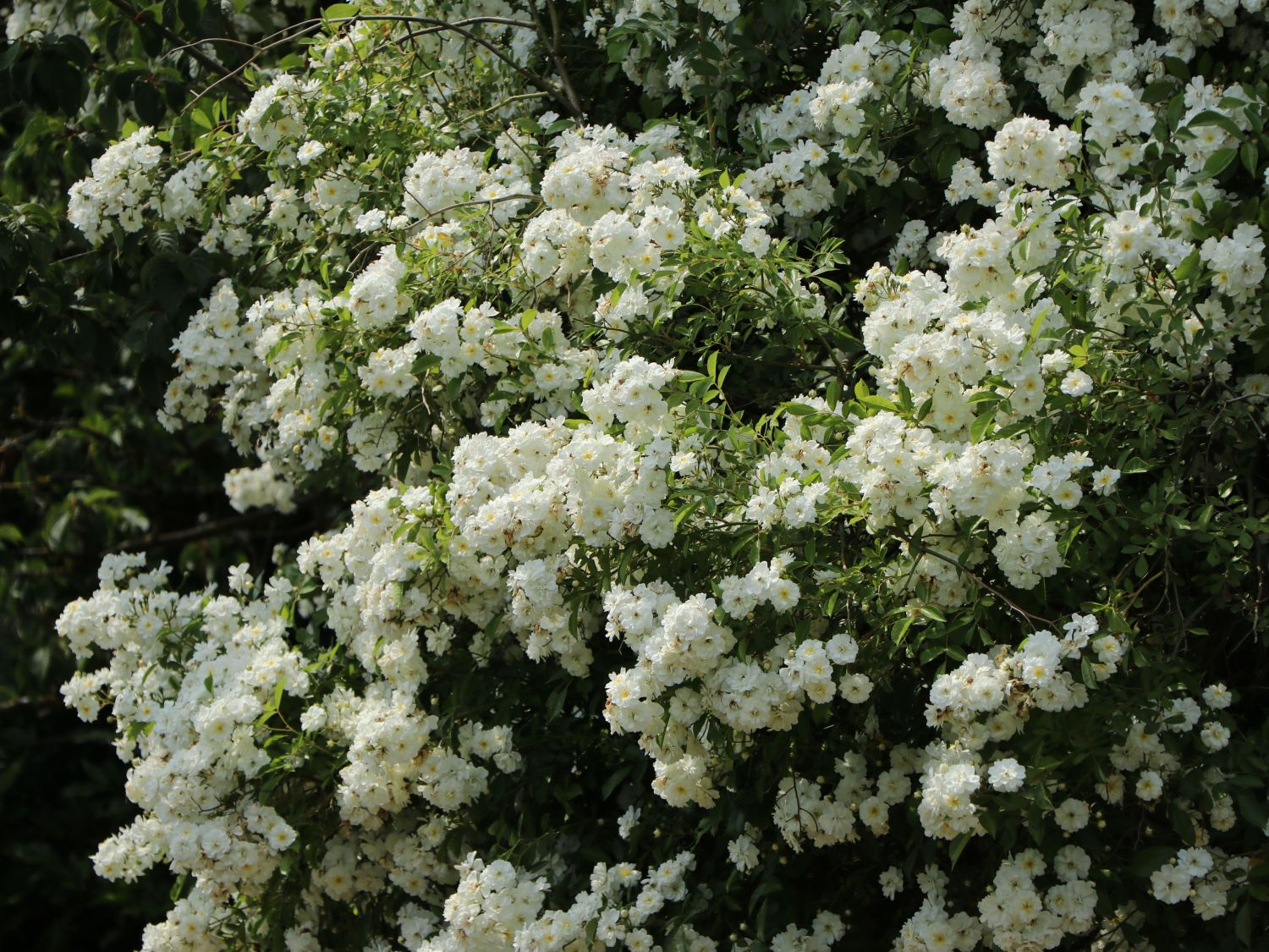 Ramblerrose 'Bobby James' - Rosa 'Bobby James'