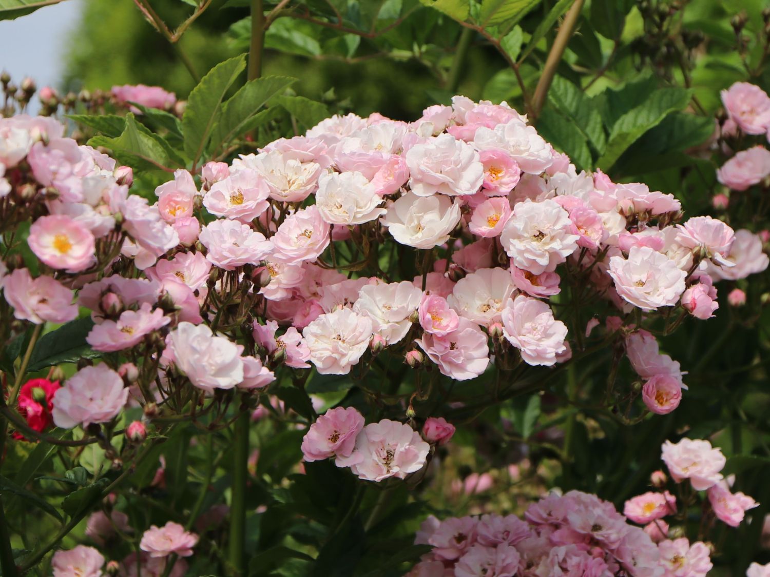Ramblerrose 'Bonny' ®