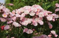 Ramblerrose 'Bonny' ®