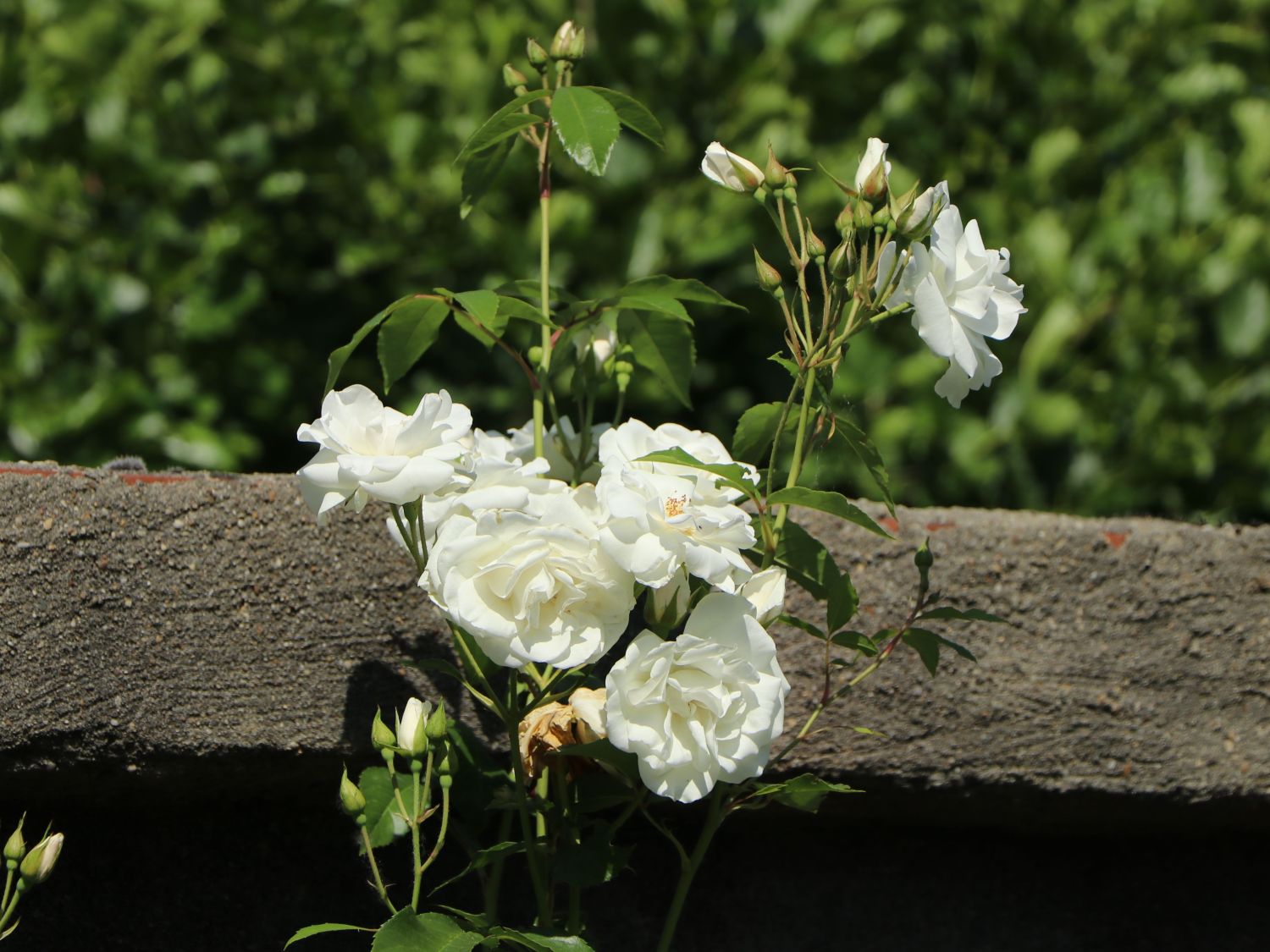 Ramblerrose 'Climbing Iceberg' ®