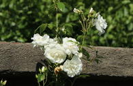 Ramblerrose 'Climbing Iceberg' ®