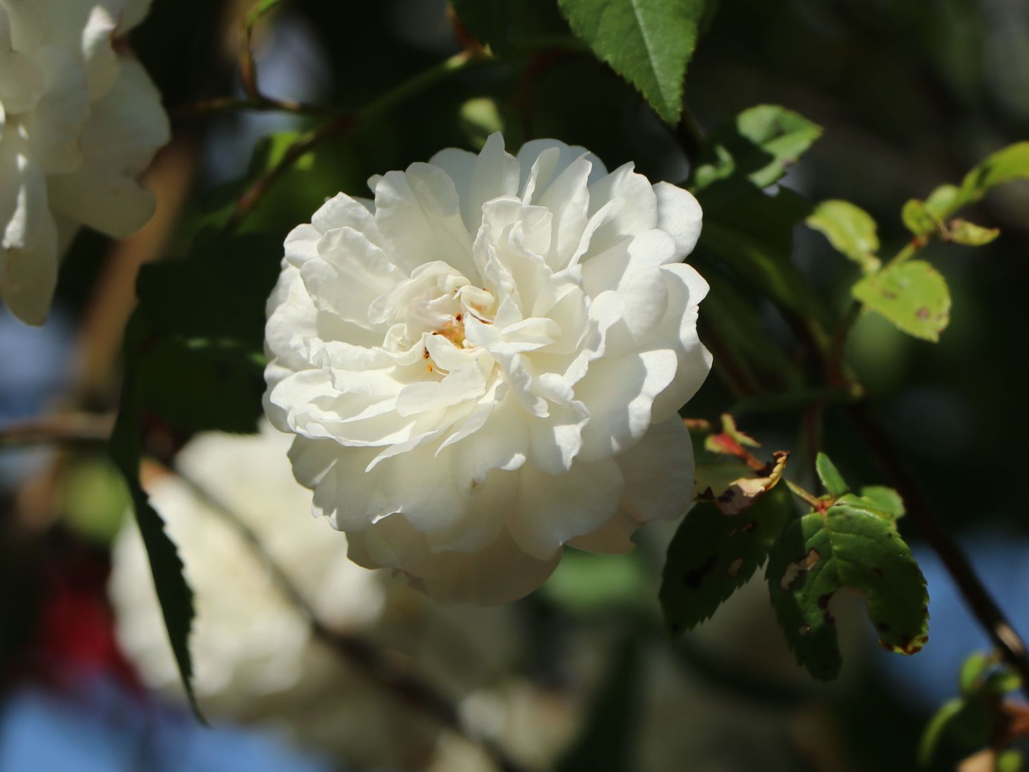 Ramblerrose 'Felicite et Perpetue'