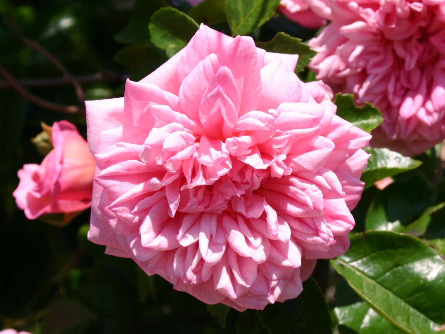 Ramblerrose 'Francois Juranville'