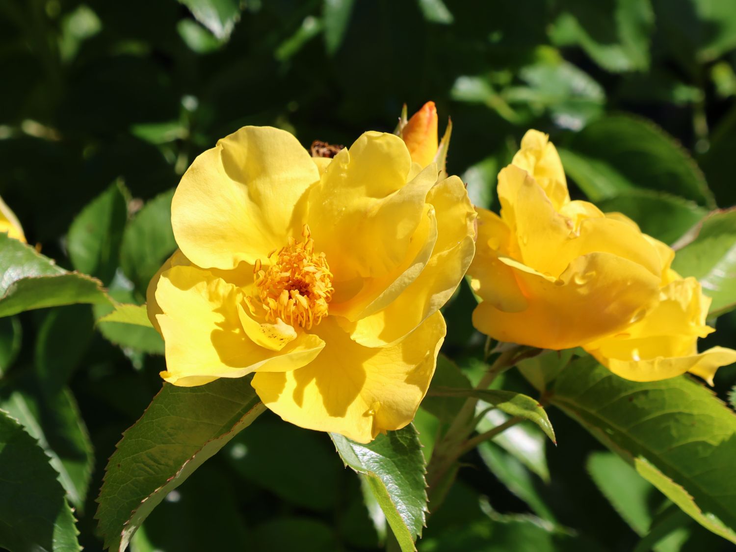 Ramblerrose 'Golden Age'