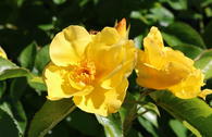 Ramblerrose 'Golden Age'