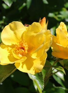 Ramblerrose 'Golden Age'