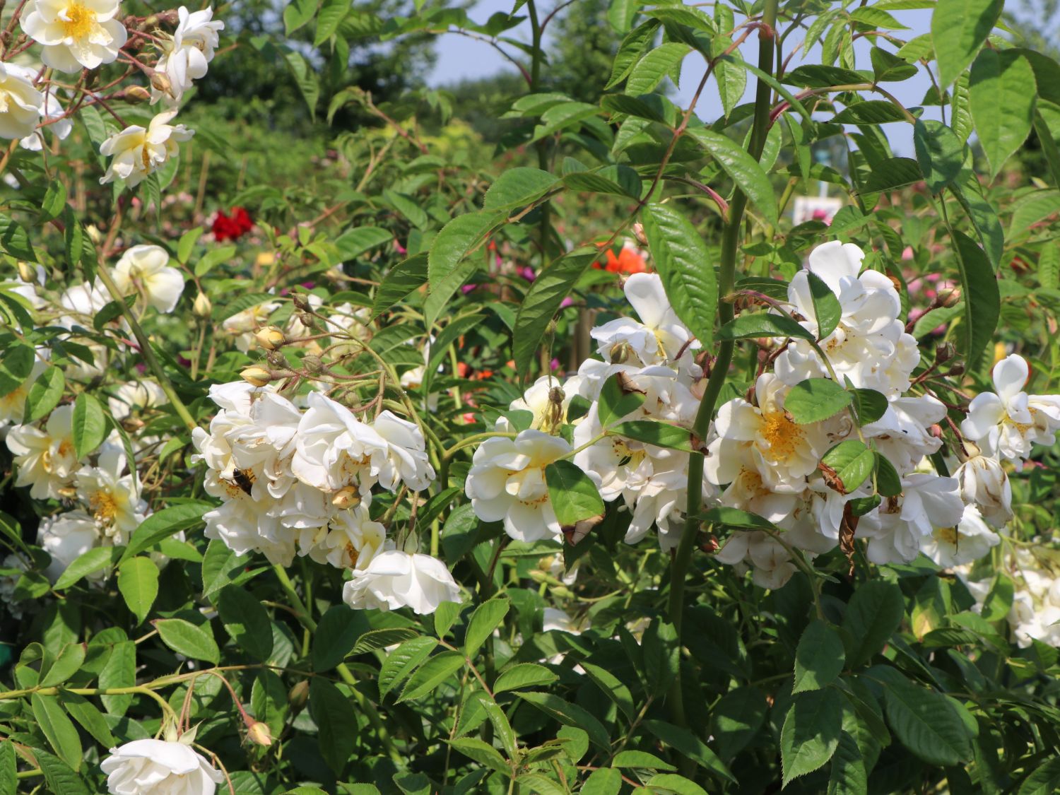 Ramblerrose 'Lykkefund'